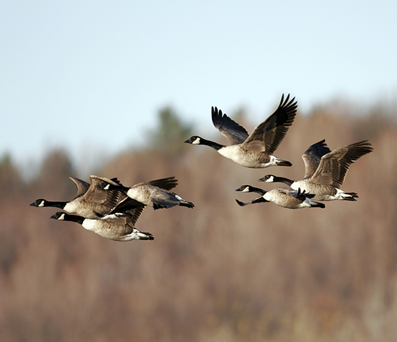 Gänseschwarm im Flug